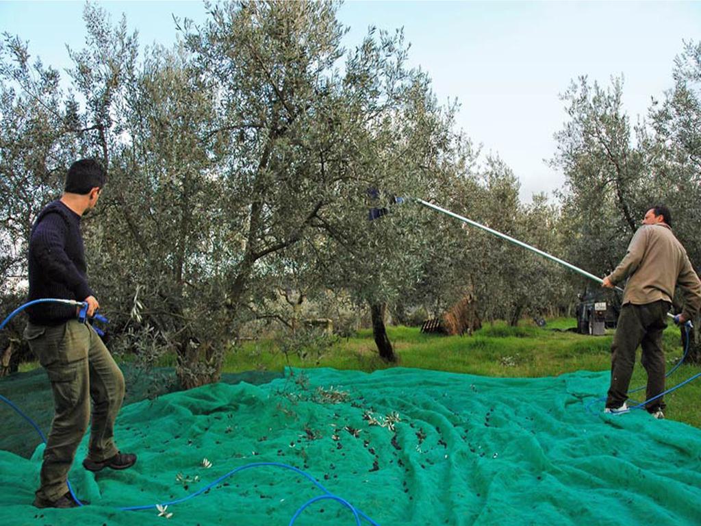 Agriturismo Borgo Dell'Aschetto Marina di Cerveteri ห้อง รูปภาพ
